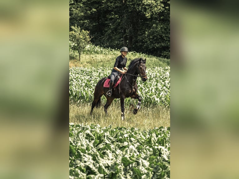 Inne kuce/małe konie Wałach 13 lat 147 cm Skarogniada in Sachsenheim
