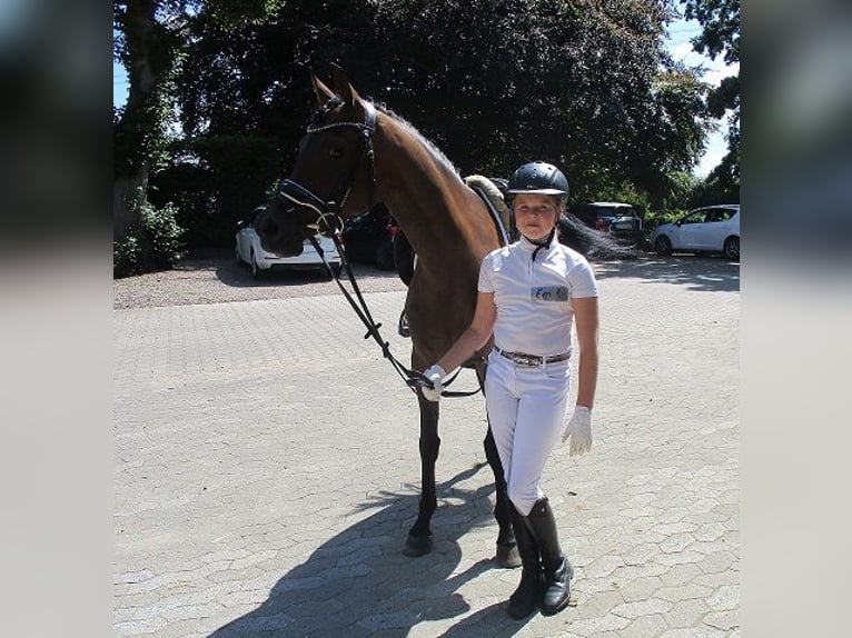 Inne kuce/małe konie Mix Wałach 13 lat 148 cm Ciemnogniada in Bielefeld