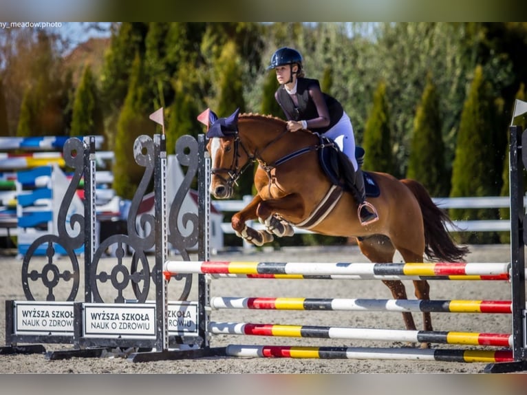 Inne kuce/małe konie Wałach 13 lat 149 cm Kasztanowata in Gorzów Wielkopolski