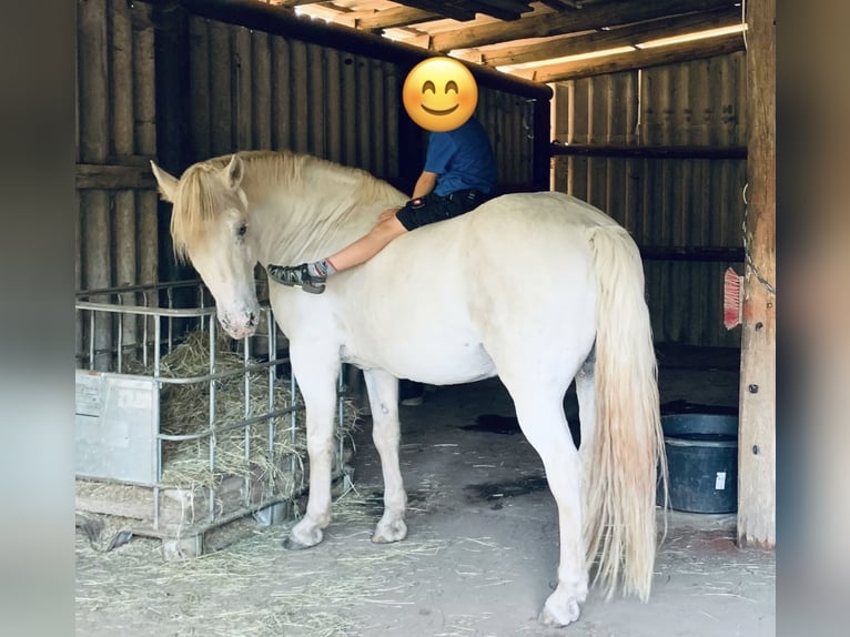 Inne kuce/małe konie Mix Wałach 13 lat 150 cm Siwa in Hilgermissen