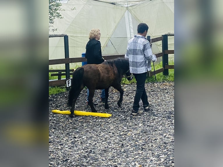 Inne kuce/małe konie Wałach 14 lat 105 cm Gniada in Frohsdorf