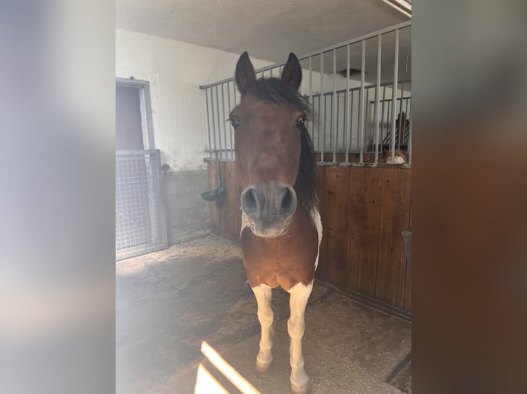 Inne kuce/małe konie Wałach 14 lat 117 cm Srokata in Münster