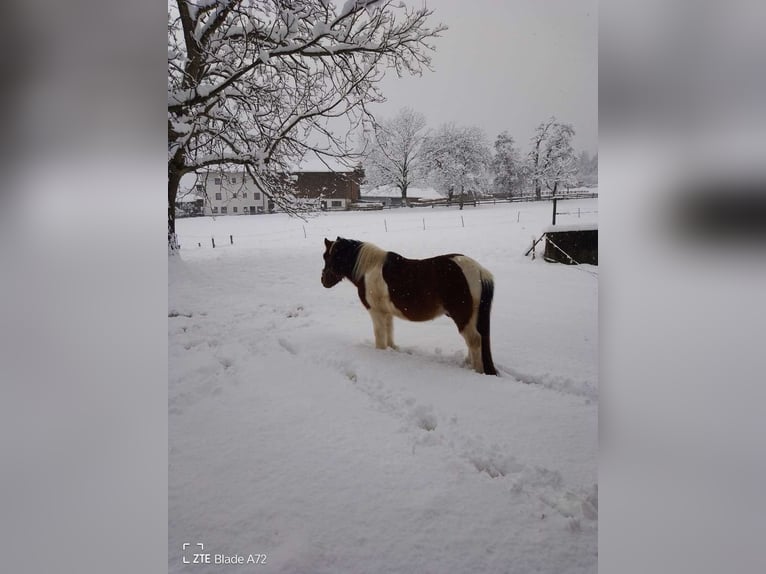 Inne kuce/małe konie Wałach 14 lat 117 cm Srokata in Münster