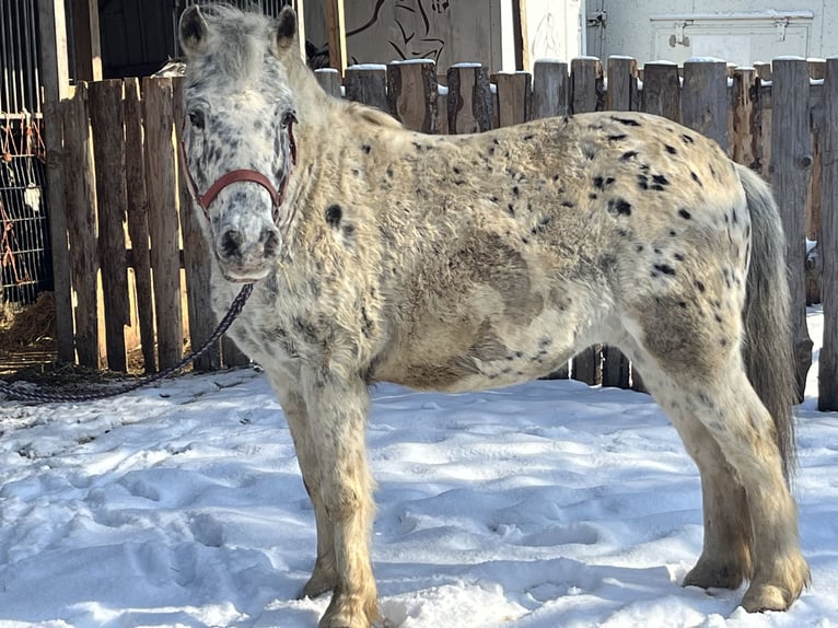 Inne kuce/małe konie Wałach 14 lat 135 cm Tarantowata in Ursensollen