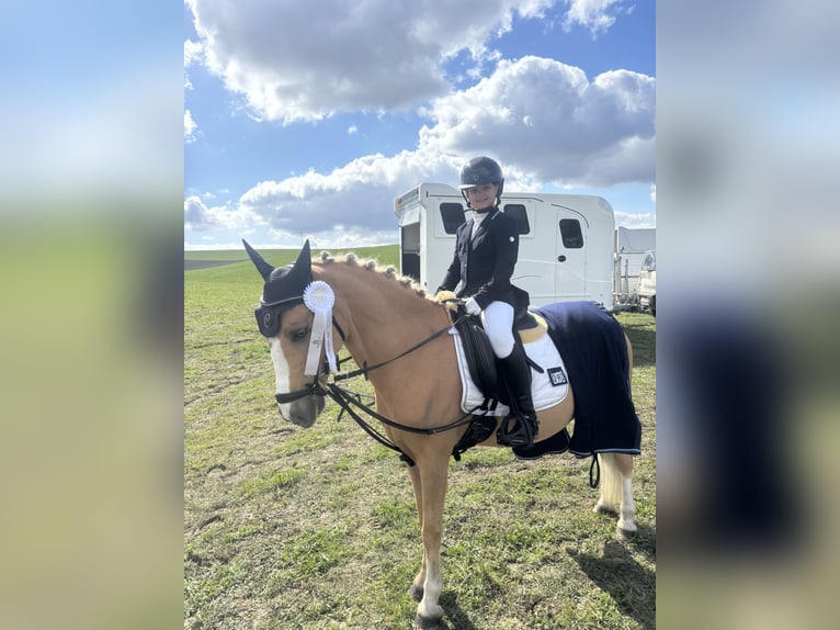 Inne kuce/małe konie Wałach 14 lat 137 cm Izabelowata in Heidenheim an der Brenz