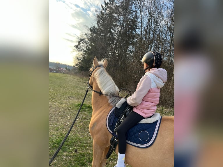 Inne kuce/małe konie Wałach 14 lat 137 cm Izabelowata in Heidenheim an der Brenz