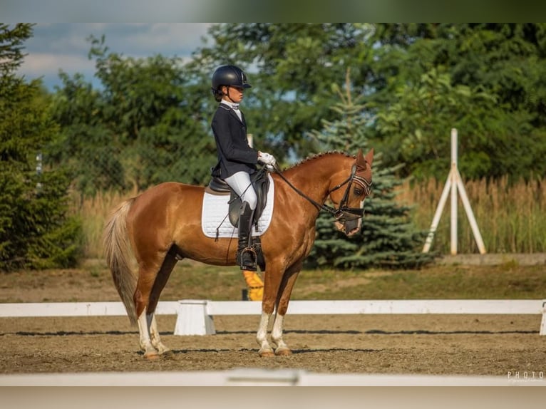 Inne kuce/małe konie Wałach 14 lat 137 cm Kasztanowata in Bydgoszcz