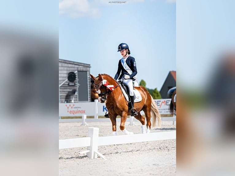 Inne kuce/małe konie Wałach 14 lat 137 cm Kasztanowata in Bydgoszcz