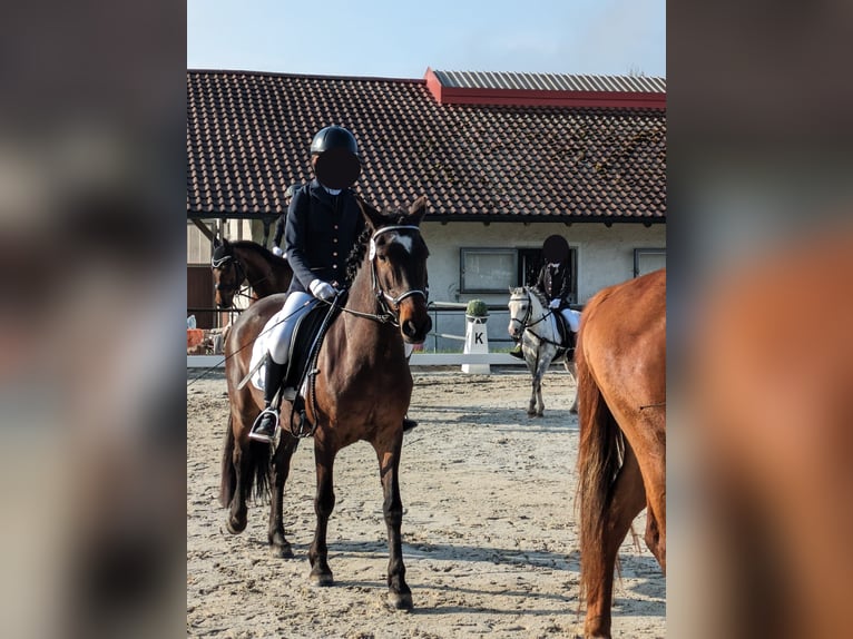 Inne kuce/małe konie Wałach 14 lat 142 cm Gniada in Erharting