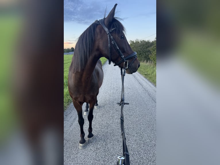 Inne kuce/małe konie Wałach 14 lat 142 cm Gniada in Erharting