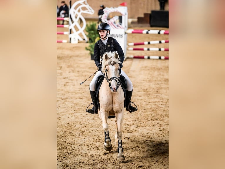 Inne kuce/małe konie Mix Wałach 14 lat 146 cm Izabelowata in Tallinn