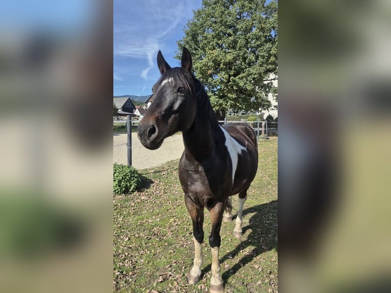 Inne kuce/małe konie Wałach 14 lat 148 cm Srokata in Spielberg