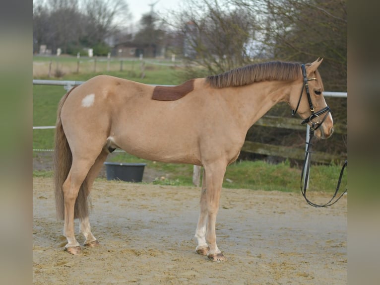 Inne kuce/małe konie Wałach 15 lat 142 cm Kasztanowata in Geilenkirchen