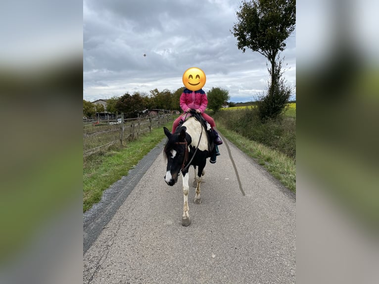 Inne kuce/małe konie Mix Wałach 15 lat 143 cm Srokata in Ingelfingen