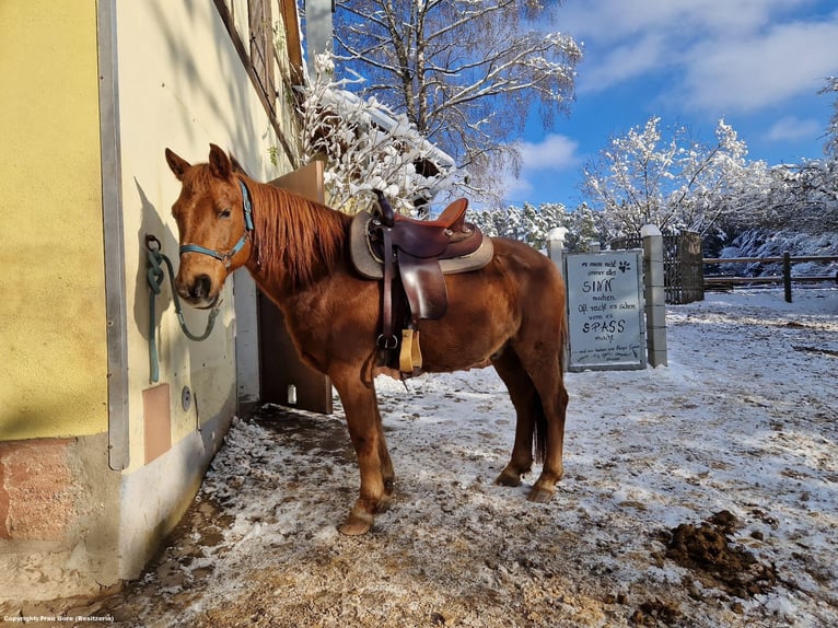Inne kuce/małe konie Wałach 15 lat 145 cm Ciemnokasztanowata in Pyrbaum