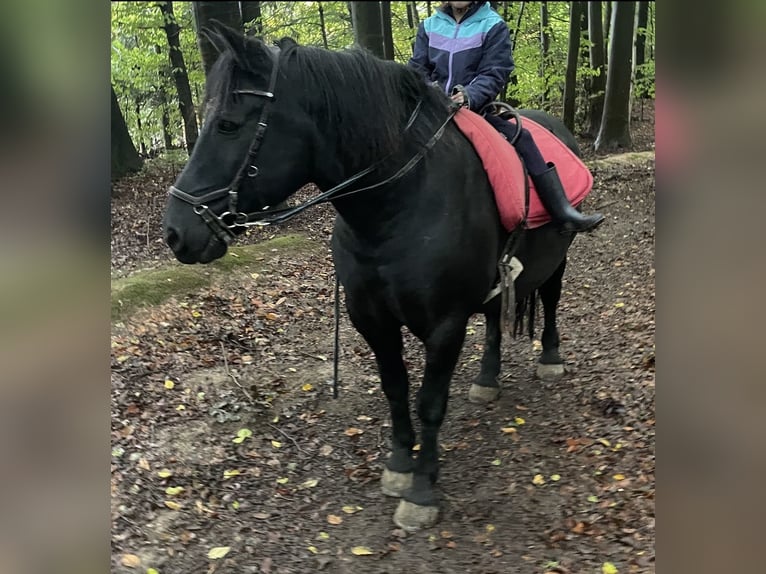 Inne kuce/małe konie Wałach 15 lat 152 cm Kara in Borod