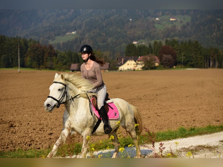 Inne kuce/małe konie Mix Wałach 16 lat 148 cm Siwa in Haimburg