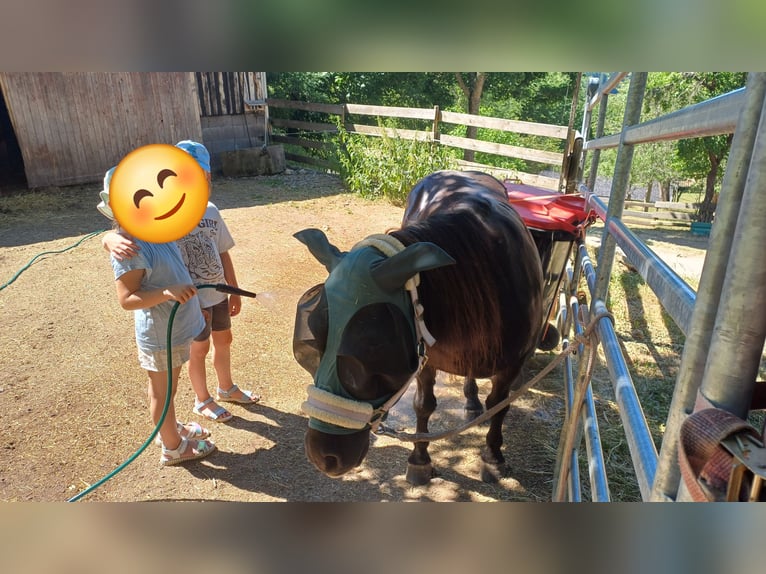 Inne kuce/małe konie Wałach 17 lat 110 cm Kara in Löffingen