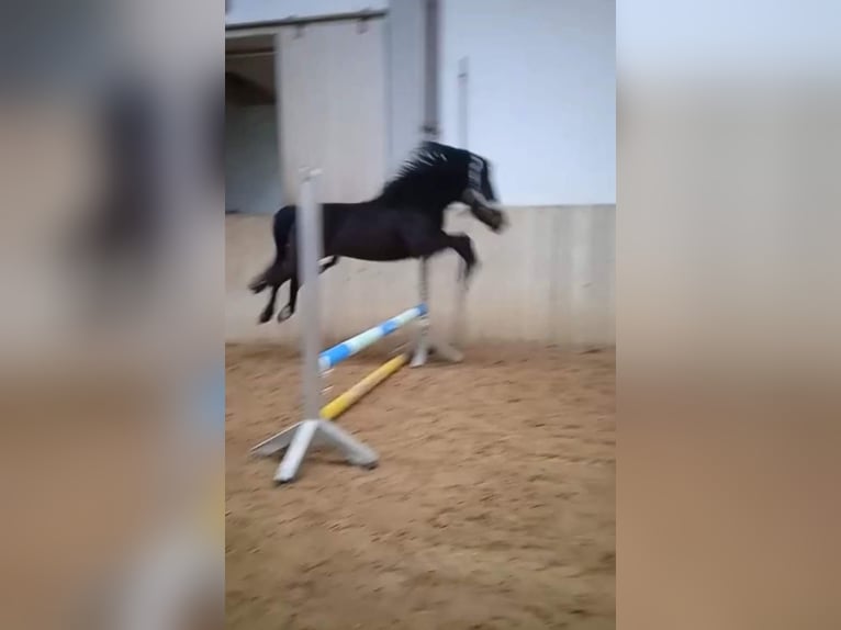 Inne kuce/małe konie Wałach 17 lat 137 cm Skarogniada in Giebelstadt