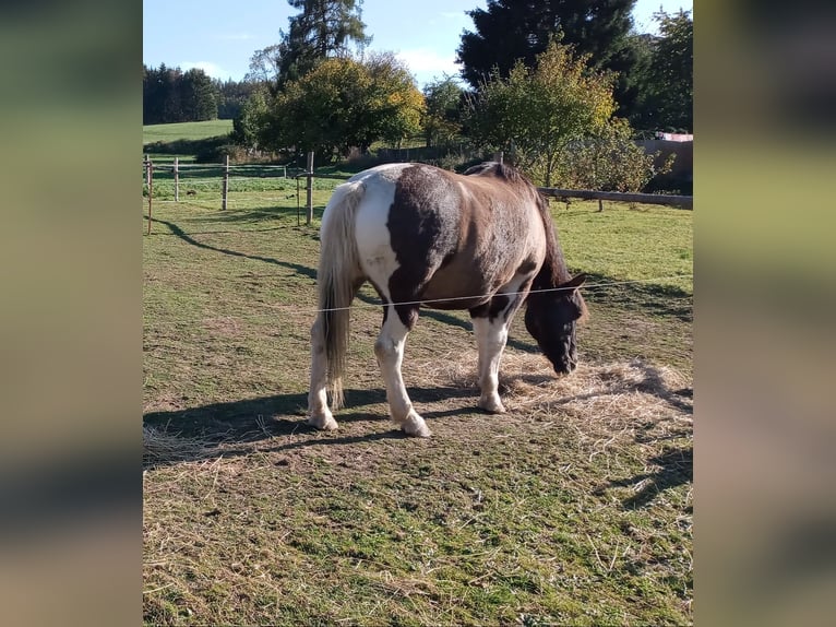 Inne kuce/małe konie Mix Wałach 17 lat 142 cm Srokata in Gefell