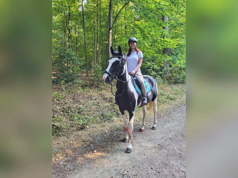 Inne kuce/małe konie Mix Wałach 18 lat 154 cm Srokata in Neunkirchen-Seelscheid