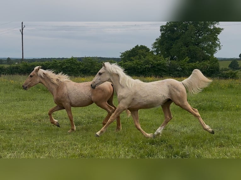 Inne kuce/małe konie Mix Wałach 1 Rok 155 cm Izabelowata in Montceau-les-Mines
