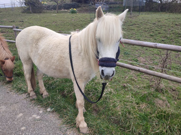 Inne kuce/małe konie Wałach 22 lat 130 cm Siwa in Verrens arvey