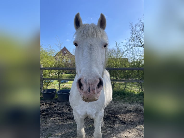 Inne kuce/małe konie Mix Wałach 25 lat 143 cm Siwa in Wesel