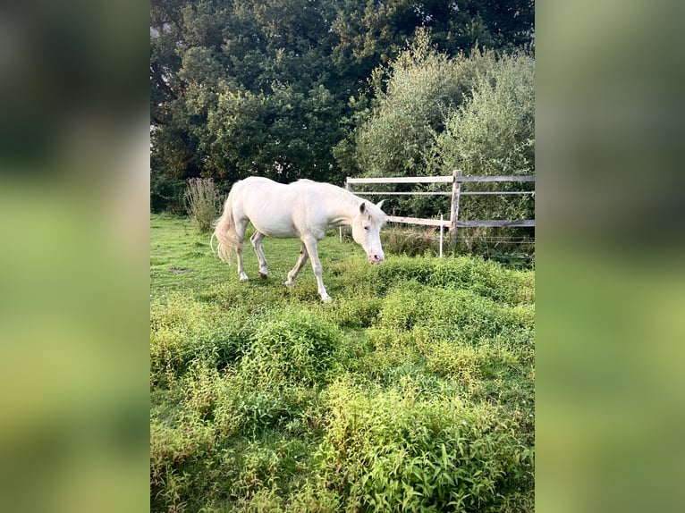 Inne kuce/małe konie Mix Wałach 25 lat 143 cm Siwa in Wesel