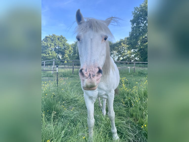 Inne kuce/małe konie Mix Wałach 25 lat 143 cm Siwa in Wesel