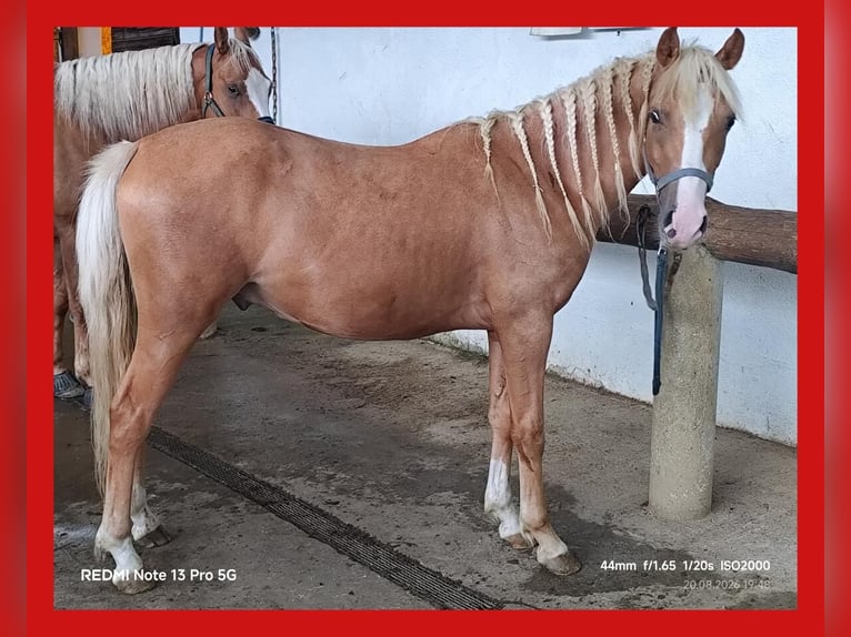 Inne kuce/małe konie Wałach 2 lat 138 cm Izabelowata in St. Ruprecht