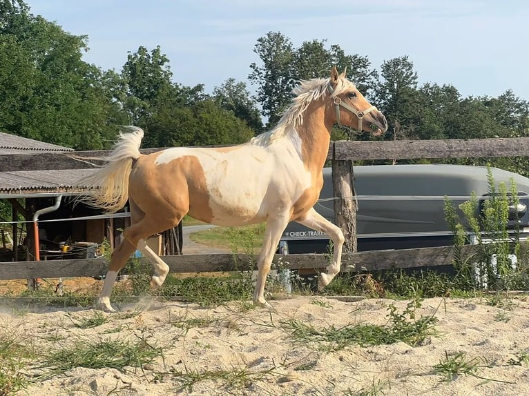 Inne kuce/małe konie Wałach 2 lat 148 cm Srokata in Heiligenbrunn