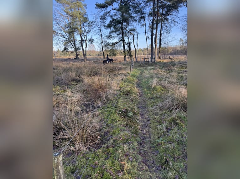 Inne kuce/małe konie Wałach 3 lat 120 cm Kara in Beerse