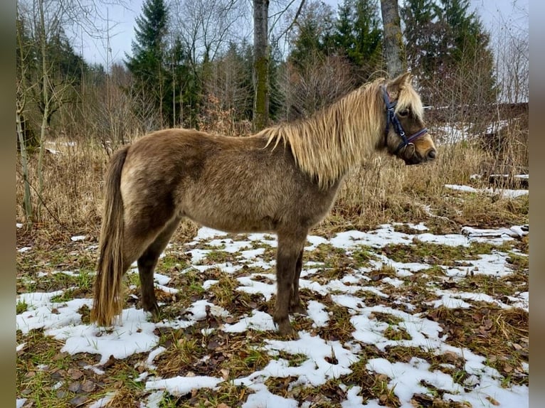 Inne kuce/małe konie Wałach 3 lat 125 cm Srokata in Pelmberg