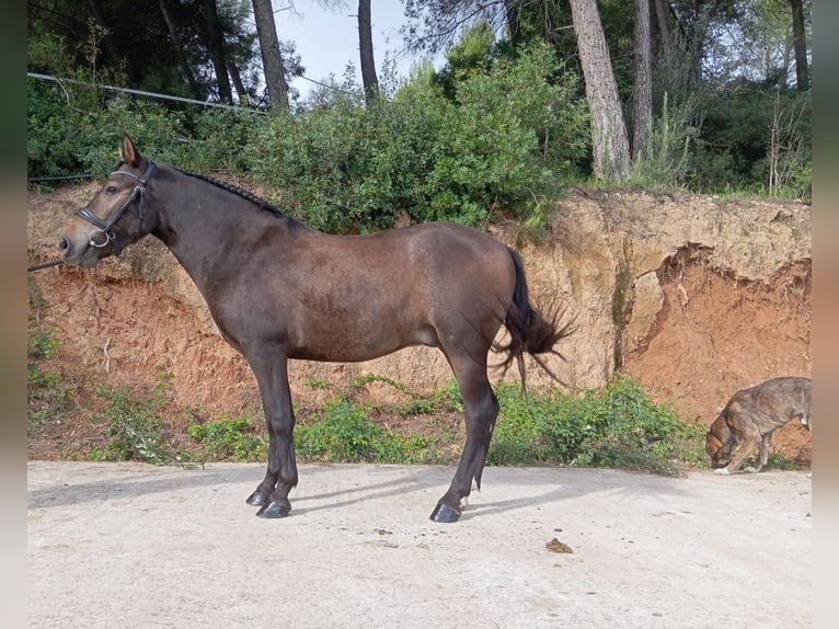 Inne kuce/małe konie Wałach 3 lat 135 cm Bułana in Terrassa
