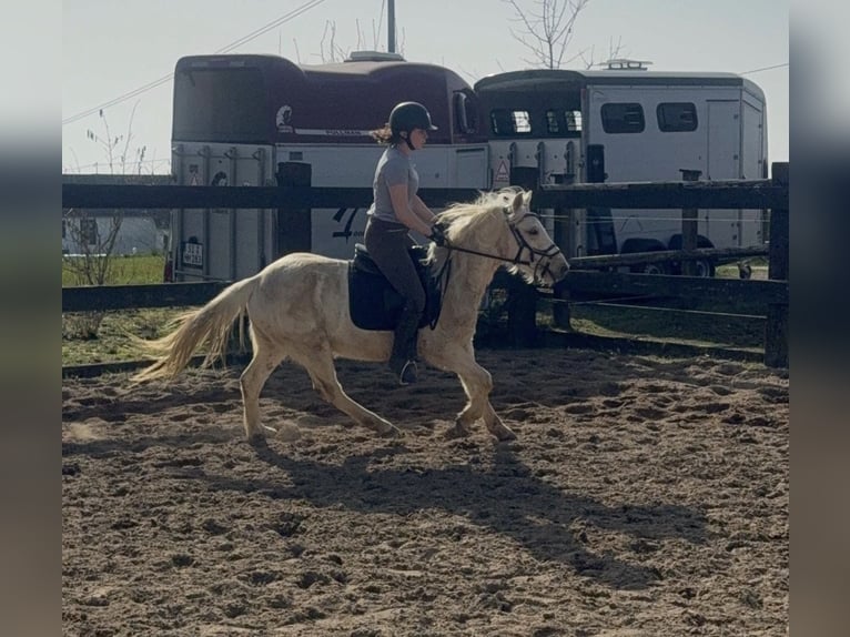 Inne kuce/małe konie Wałach 3 lat 135 cm Izabelowata in Daleiden