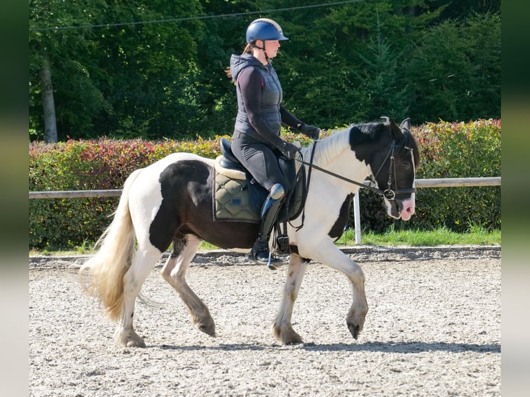 Inne kuce/małe konie Wałach 3 lat 135 cm Srokata in Neustadt (Wied)