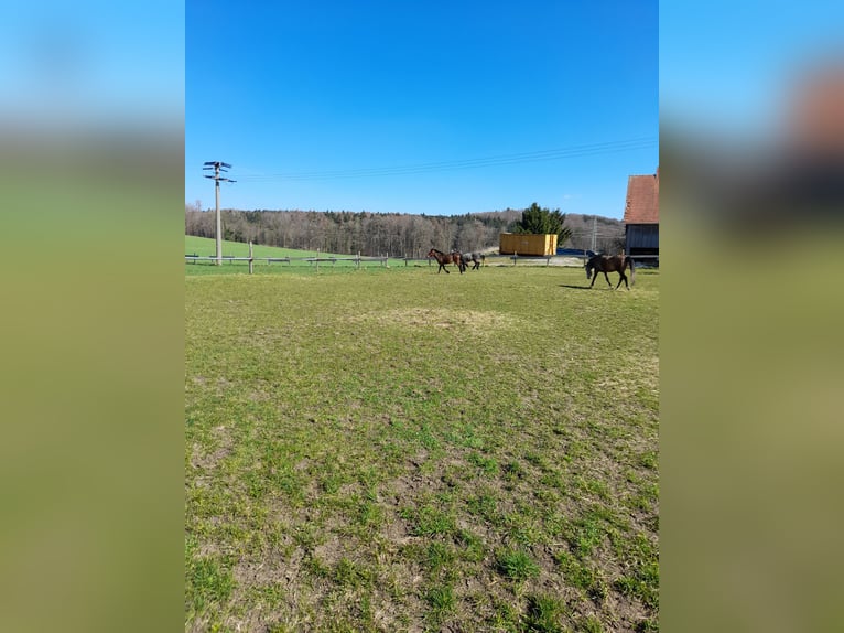 Inne kuce/małe konie Wałach 3 lat 137 cm Gniada in Bad Saulgau