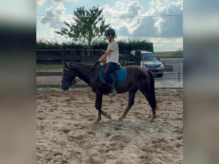 Inne kuce/małe konie Mix Wałach 3 lat 140 cm Ciemnokasztanowata in Daleiden
