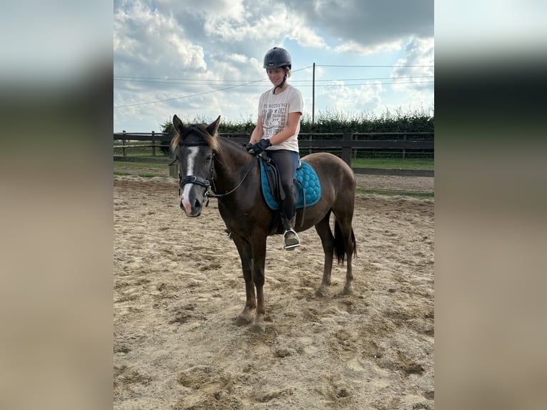 Inne kuce/małe konie Mix Wałach 3 lat 140 cm Ciemnokasztanowata in Daleiden