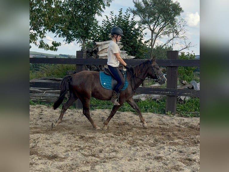 Inne kuce/małe konie Mix Wałach 3 lat 140 cm Ciemnokasztanowata in Daleiden