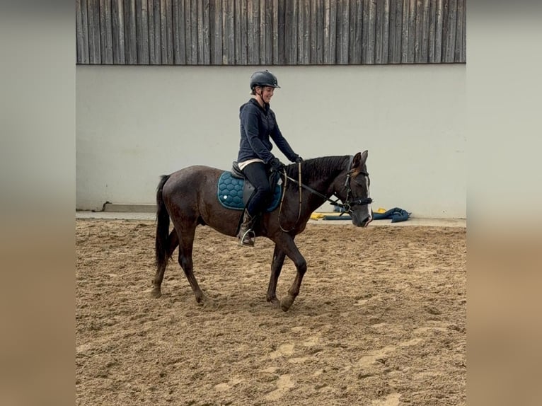 Inne kuce/małe konie Mix Wałach 3 lat 140 cm Ciemnokasztanowata in Daleiden