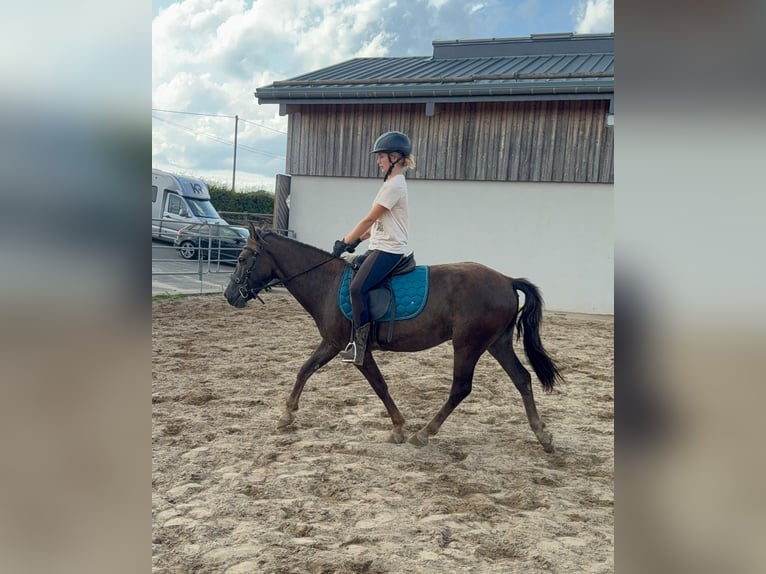 Inne kuce/małe konie Mix Wałach 3 lat 140 cm Ciemnokasztanowata in Daleiden