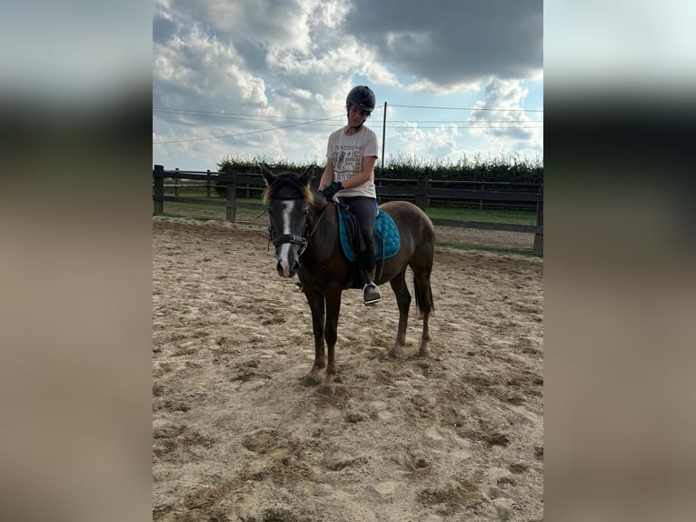 Inne kuce/małe konie Mix Wałach 3 lat 140 cm Ciemnokasztanowata in Daleiden