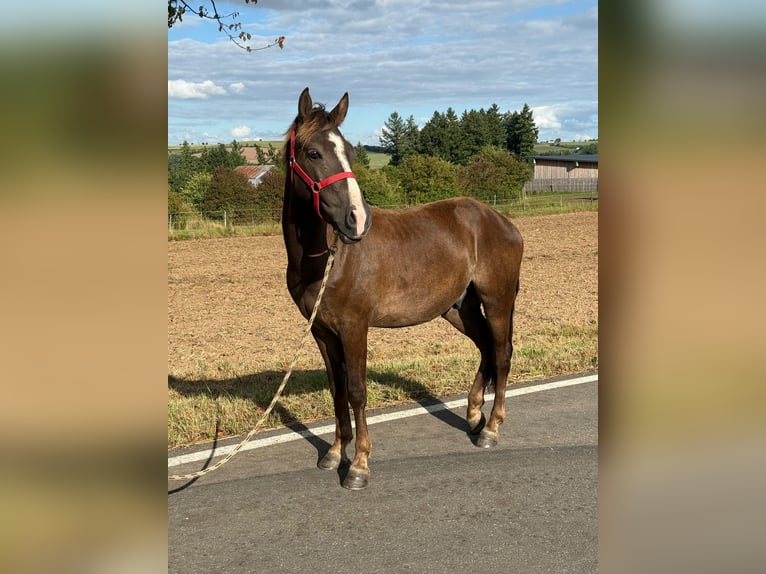 Inne kuce/małe konie Mix Wałach 3 lat 140 cm Ciemnokasztanowata in Daleiden