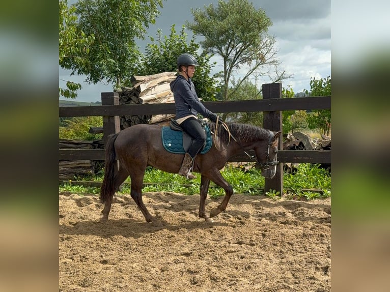 Inne kuce/małe konie Mix Wałach 3 lat 140 cm Ciemnokasztanowata in Daleiden