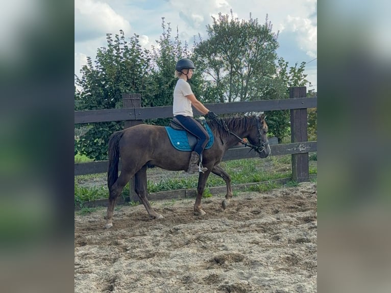 Inne kuce/małe konie Mix Wałach 3 lat 140 cm Ciemnokasztanowata in Daleiden