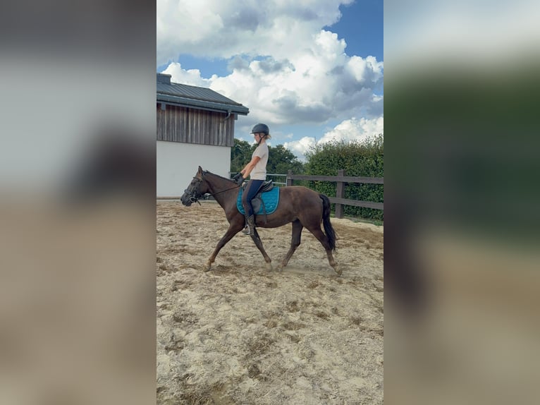Inne kuce/małe konie Mix Wałach 3 lat 140 cm Ciemnokasztanowata in Daleiden