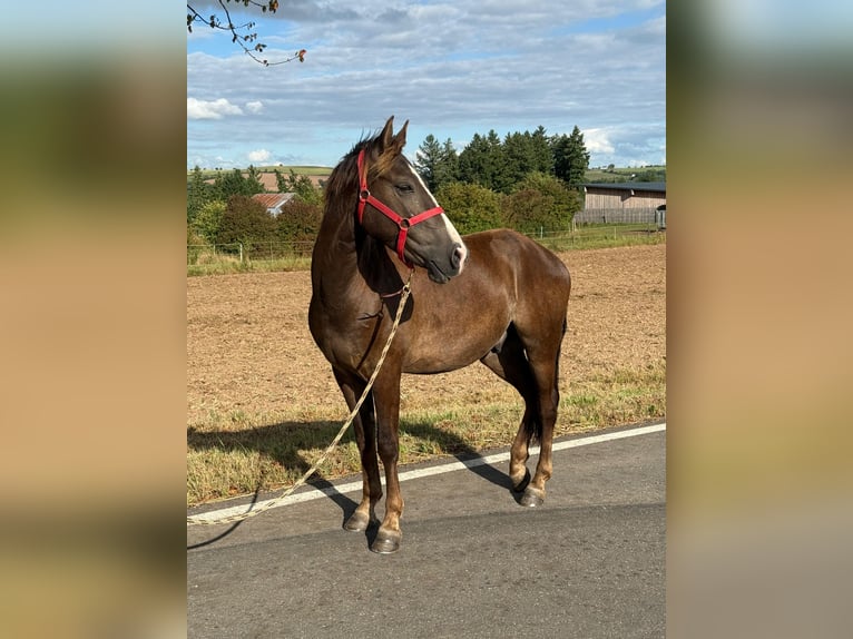 Inne kuce/małe konie Mix Wałach 3 lat 140 cm Ciemnokasztanowata in Daleiden