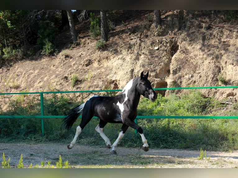 Inne kuce/małe konie Wałach 3 lat 144 cm Srokata in Terrassa